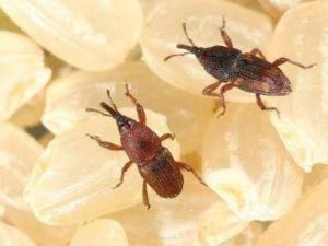 �������x����ô�k ����ׂ���x������С�[�T