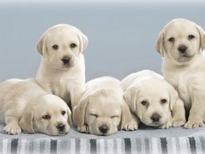 小狗吃什么最好？小狗吃多了怎么辦？