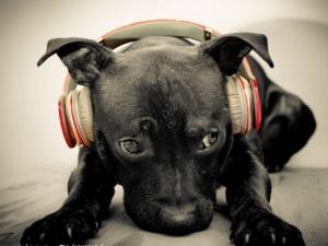 小狗鼻子干是怎么回事?小狗鼻子干怎么辦?