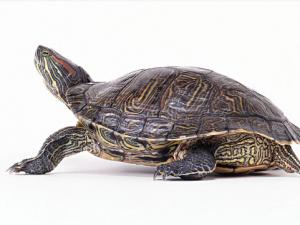 怎么喂烏龜?烏龜不吃食的原因