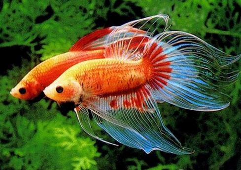 斗魚怎么養?斗魚養殖的注意事項