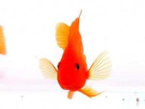 血鸚鵡怎么養(yǎng)?血鸚鵡有什么特性?