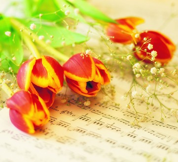 什么節(jié)日送什么花好?花語與中國送禮用花習(xí)俗