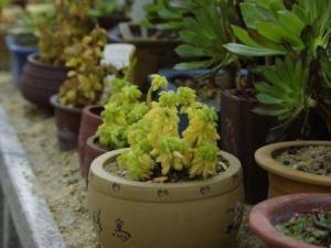 ��ͥ�B(y��ng)ֲ��a�ʵĲ�������Щ��������Ƽ����B(y��ng)������