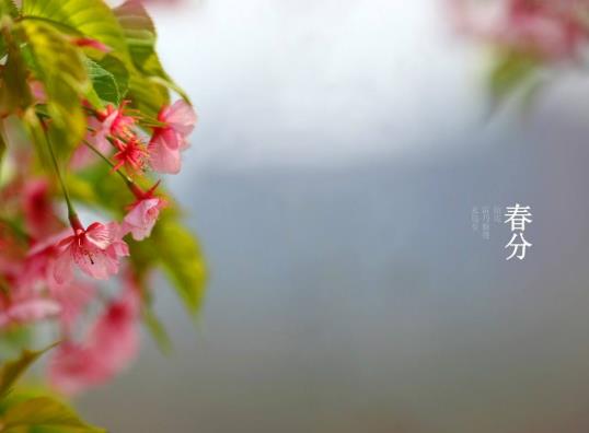 清明節是春分后多少天?2022年春分過后白天長還是黑夜長