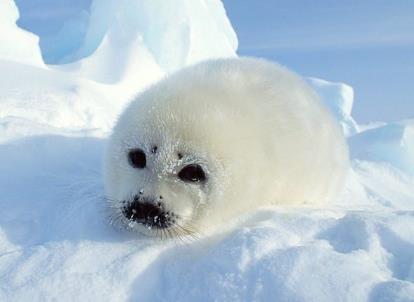 3月1日是什么節(jié)日？國際海豹日是幾月幾日