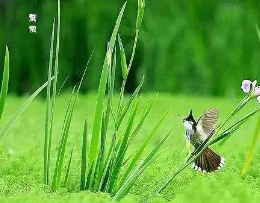 驚蟄一般溫度是多少?驚蟄上墳不能帶什么