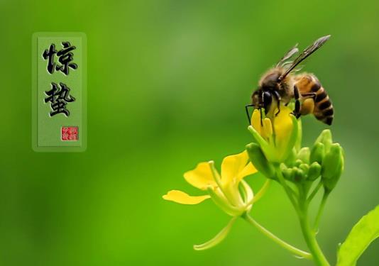 為什么驚蟄要脫帽子?驚蟄節(jié)氣要注意什么