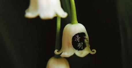 清明燒紙要注意什么?清明節上墳買花買幾朵好