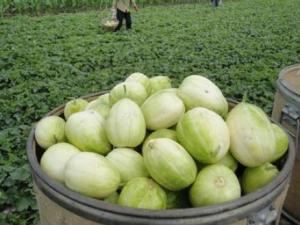 寶寶能吃香瓜嗎?寶寶吃香瓜有什么好處