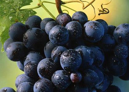 懷孕期間能吃葡萄嗎?孕婦吃葡萄有什么好處