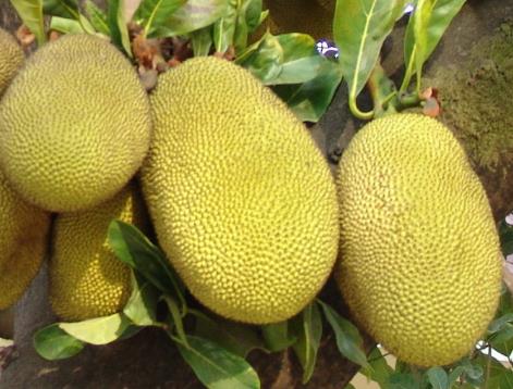 �ЋD�ܳԲ��}�ۆ����ЋD���ӳԲ��}�۲Ű�ȫ