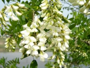 孕婦能吃槐花嗎？孕婦能吃槐花蜂蜜嗎