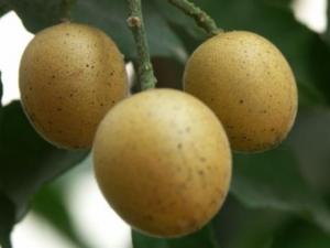 孕婦能吃黃皮果嗎？孕婦吃黃皮果有什么好處