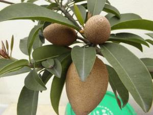 孕婦能吃人心果嗎？孕婦吃人心果有什么好處