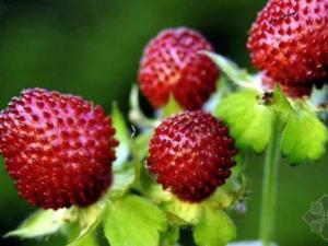 孕婦能吃蛇莓嗎?孕婦吃蛇莓有什么好處