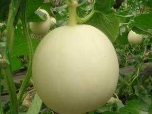 孕婦能吃白蘭瓜嗎？孕婦吃白蘭瓜有什么好處