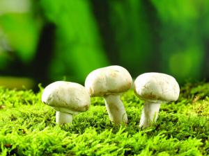 蘑菇富含重金屬有害健康是真的嗎？