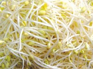 如何挑選黃豆芽？吃黃豆芽的食用禁忌