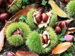 如何挑選板栗？板栗的食用禁忌