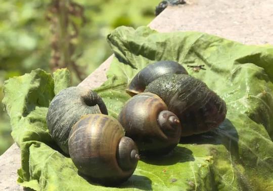 福壽螺到底能不能吃?福壽螺和田螺怎么區分?