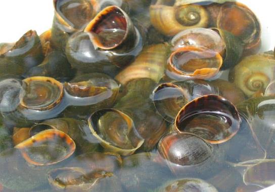 福壽螺到底能不能吃?福壽螺和田螺怎么區分?