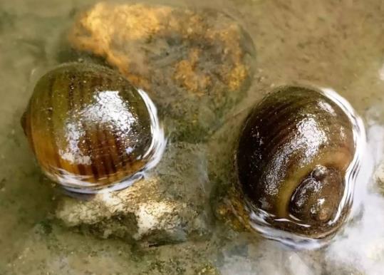 為什么田螺可以吃而福壽螺不能吃?福壽螺在中國為什么沒人吃?