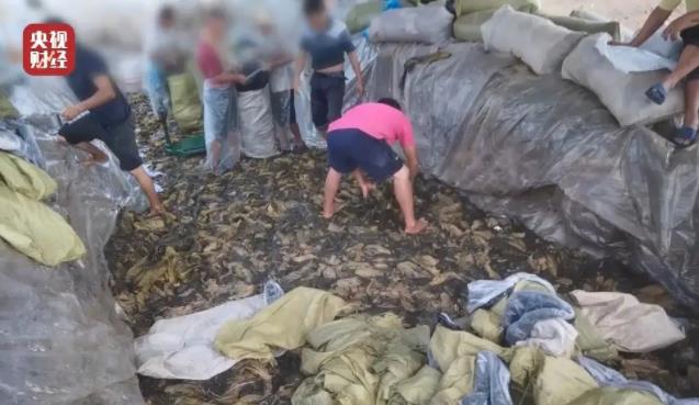 光腳土坑酸菜對方便面行業影響有多大 插旗的土坑酸菜是怎么研制的