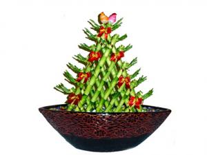 開運竹怎么養?開運竹養殖常見問題