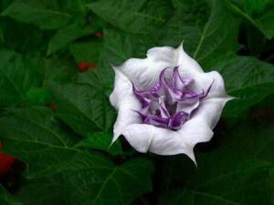 曼陀羅花的介紹-曼陀羅花對家居環境的影響