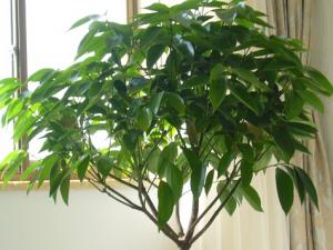 平安樹(shù)的風(fēng)水學(xué)應(yīng)用-平安樹(shù)在家居中的作用