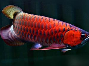 �t���~���Lˮ�W����-�t���~���B�o