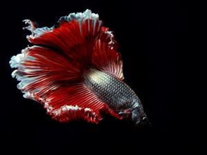 ̩�����~��Ʒ�N��B-̩�����~���~�ה[��λ��