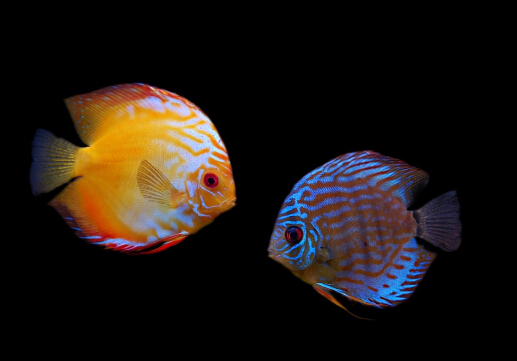 七彩神仙魚的品種-七彩神仙魚的風水學應用