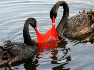 塑料袋對(duì)環(huán)境的危害有哪些?塑料袋的毒性