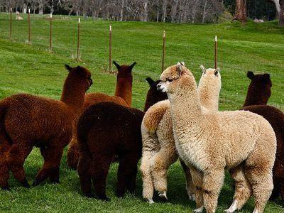 羊駝-草泥馬是什么意思?網(wǎng)絡(luò)用語(yǔ)草泥馬是什么意思