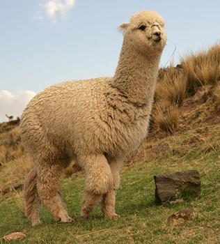 羊駝是什么:網(wǎng)絡(luò)熱語(yǔ)草泥馬