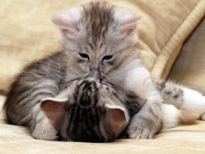 么么噠是什么意思?網絡用語么么噠的意思