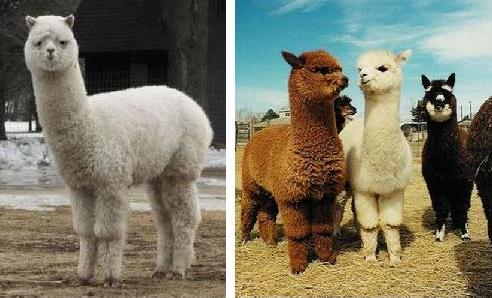 草泥馬是什么意思?羊駝為什么叫草泥馬?羊駝為什么叫神獸