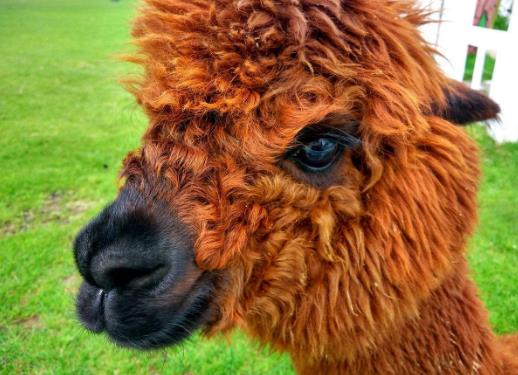 草泥馬是什么意思?羊駝為什么叫草泥馬?羊駝為什么叫神獸