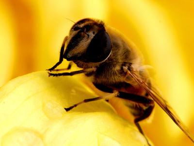蜂王漿有副作用嗎？蜂王漿的副作用