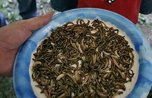 盤點世界10大怪異節日：美國羅利市蟲節