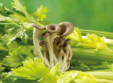 如何挑選芹菜?吃芹菜的食用禁忌