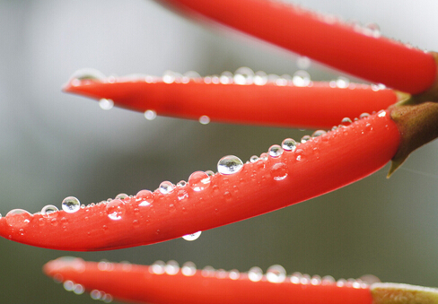 孕婦吃薏苡仁會落胎？孕婦飲食問題