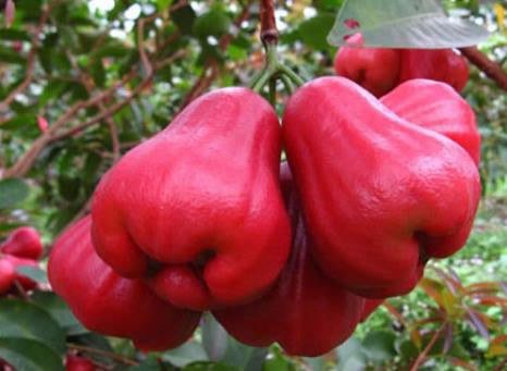 水蒲桃怎么吃？吃水蒲桃的注意事項