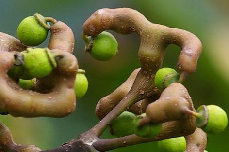 拐棗怎么吃？吃拐棗的注意事項