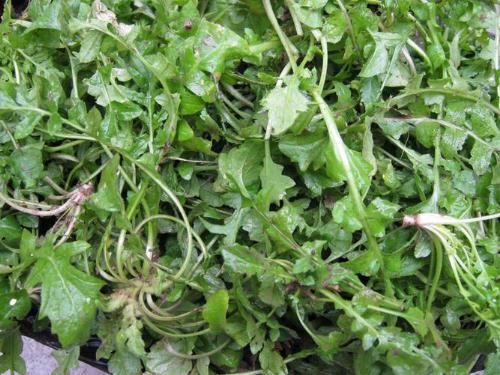 薺菜的營(yíng)養(yǎng)價(jià)值，薺菜的功效，薺菜的作用