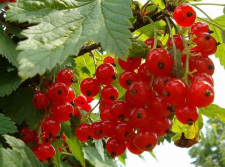 醋栗的營養(yǎng)價(jià)值-醋栗的功效與作用