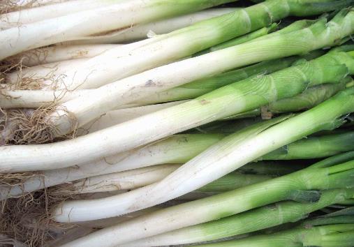 冬天怎樣儲存大蔥?大蔥的儲存方法