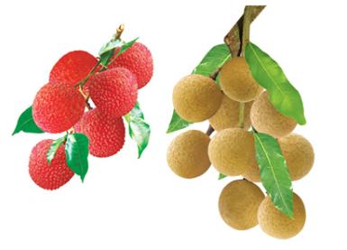 怎樣挑選荔枝和龍眼?荔枝和龍眼選購方法